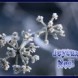 Joyeuses f�tes !!!